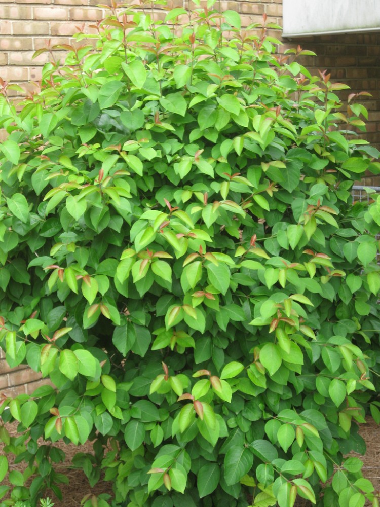 blackhaw_viburnum3